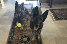Batman braucht einen neuen Ball!